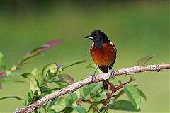 Orchard Oriole